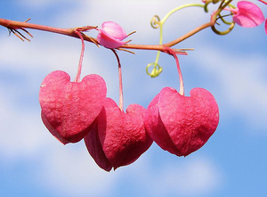 ♡